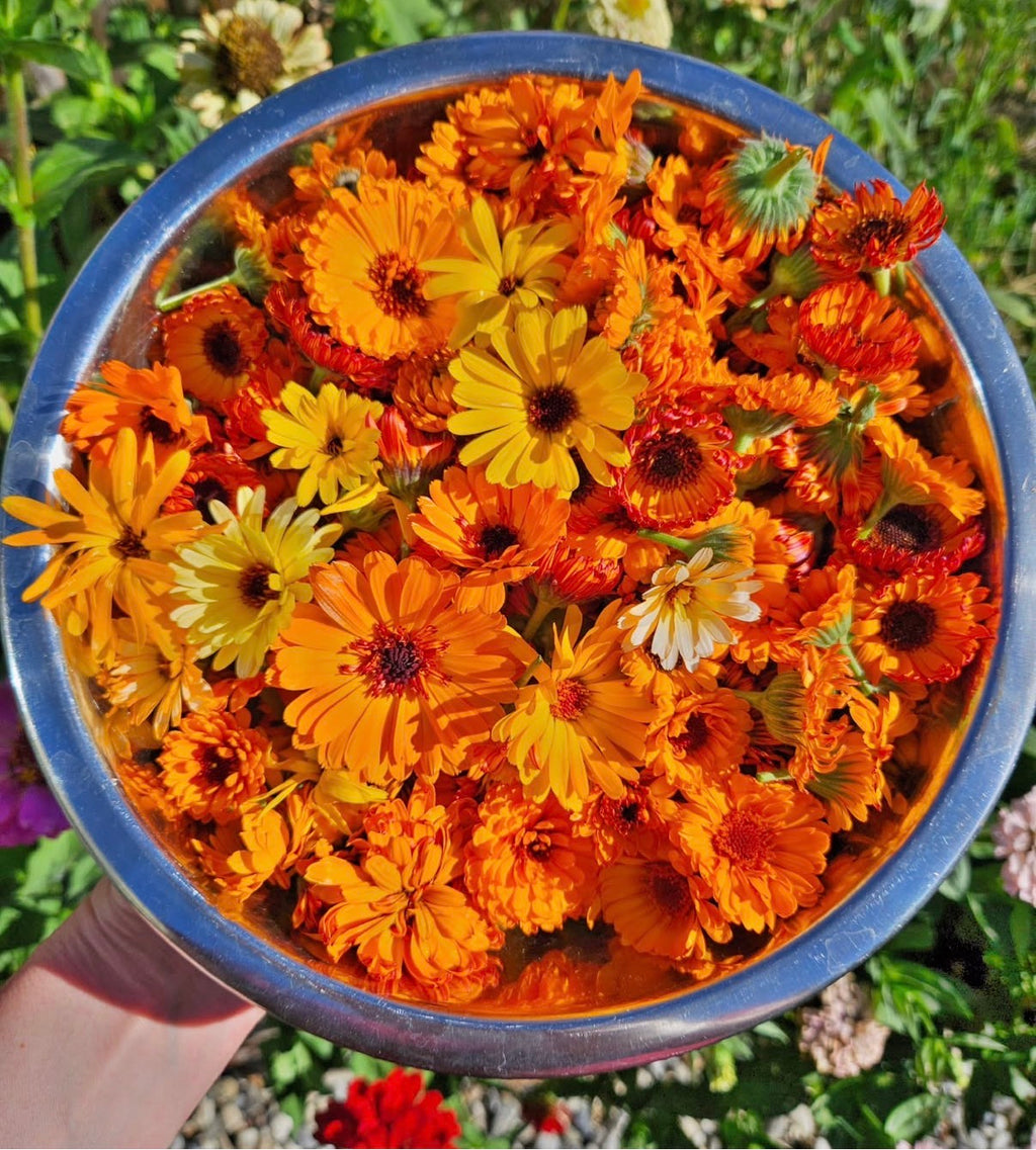 Calendula Salve