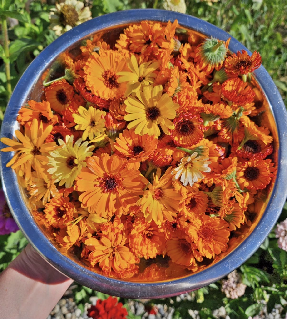 Calendula Salve